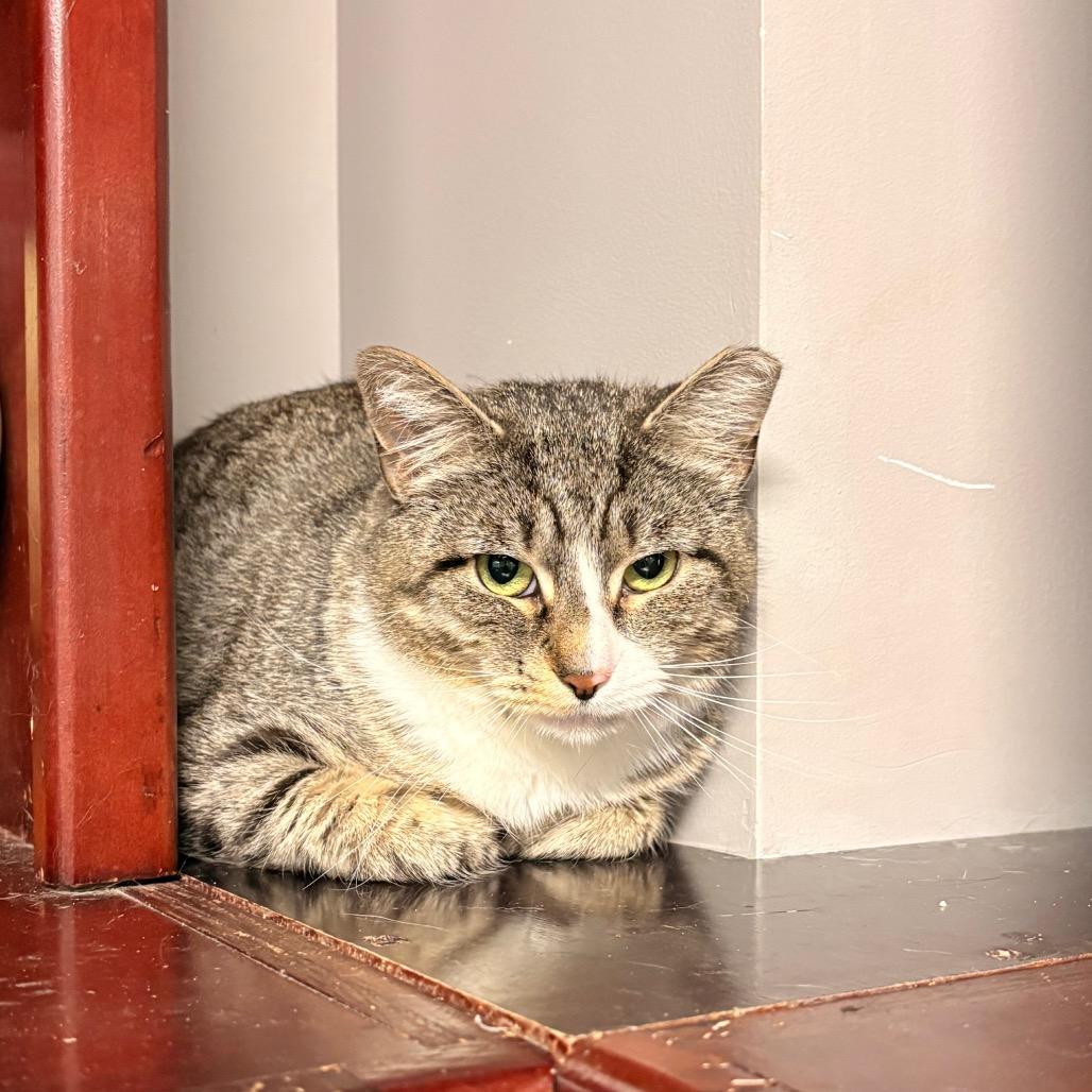 Diez, a Adoptable Domestic Short Hair in Briarcliff Manor, NY image 2/4