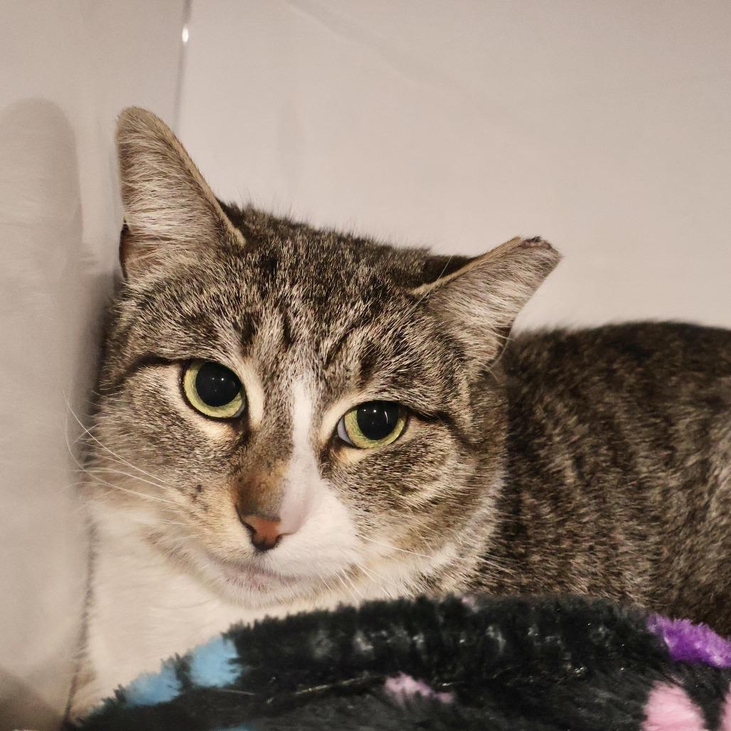 Diez, a Adoptable Domestic Short Hair in Briarcliff Manor, NY image 2/3