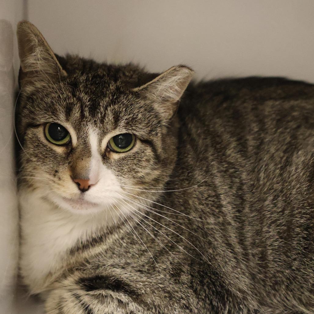 Diez, a Adoptable Domestic Short Hair in Briarcliff Manor, NY image 3/3