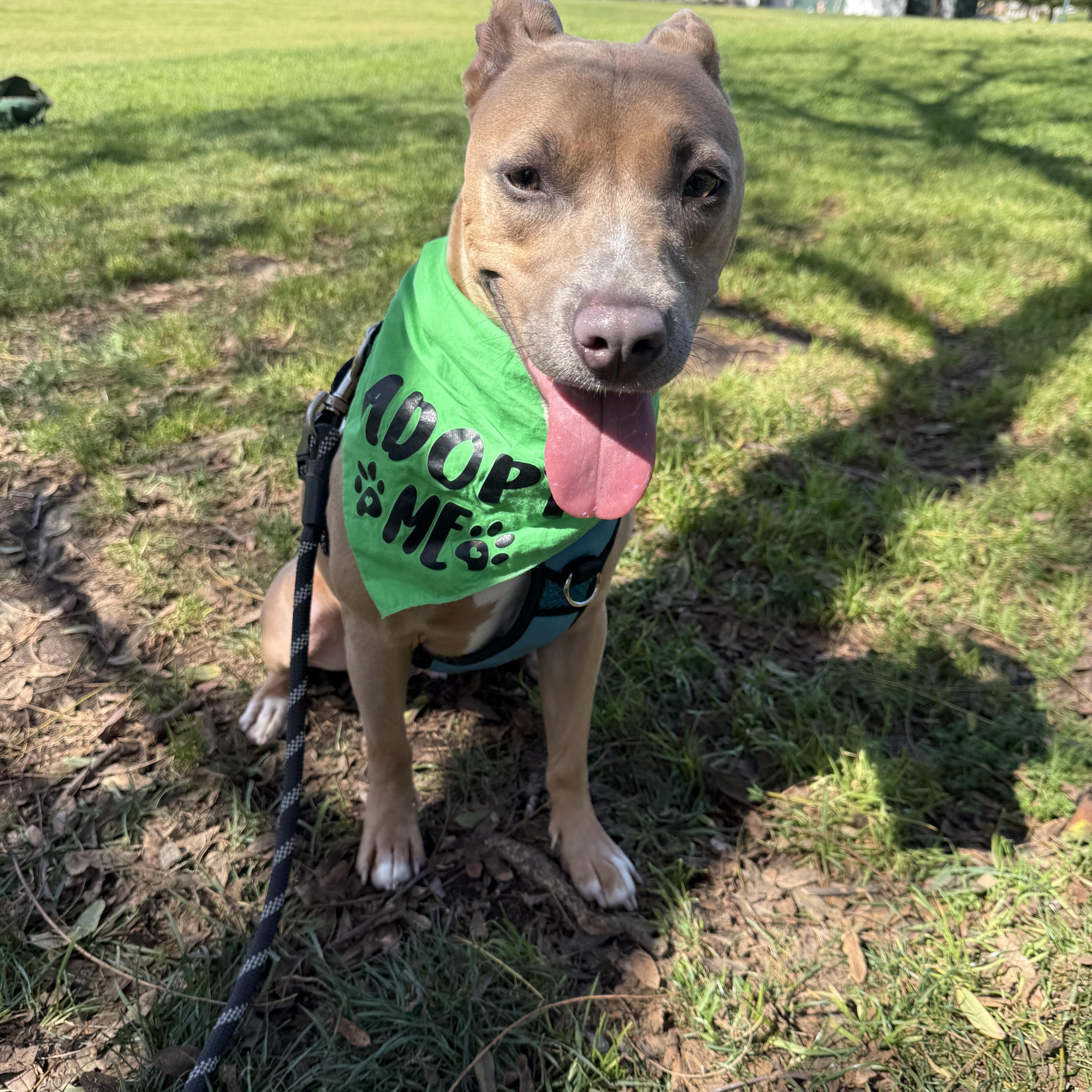 Molly, ADOPTABLE, Young Female American Staffordshire Terrier.