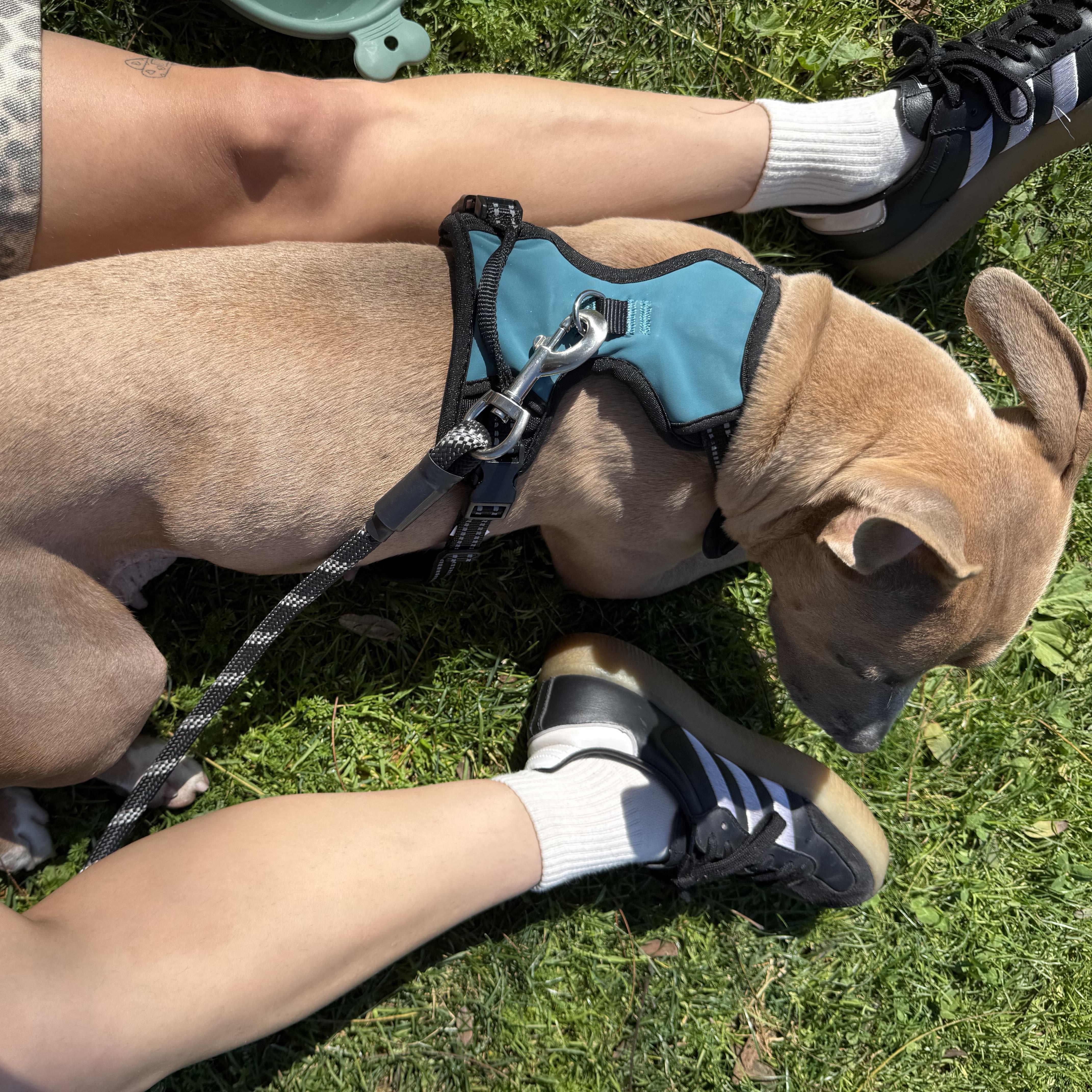 Enlarge Molly, a ADOPTABLE mixed breed in Marina del Rey, CA image 5/6