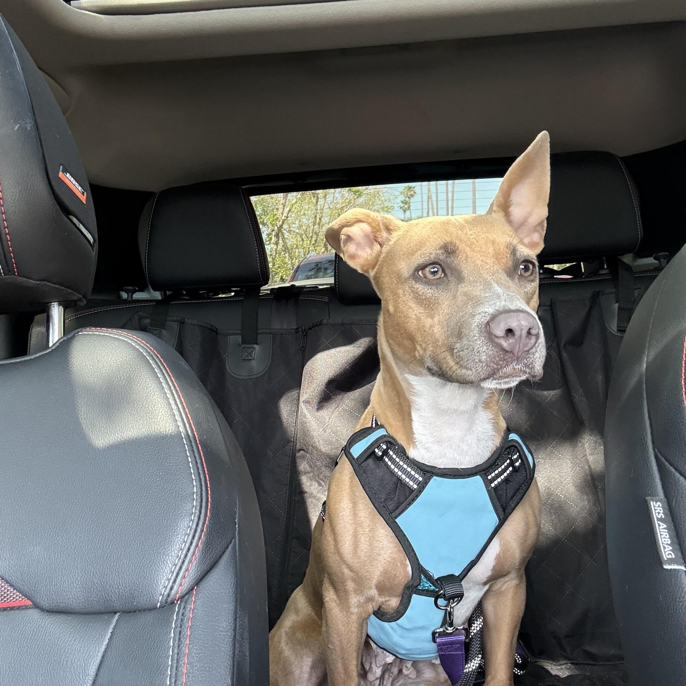 Enlarge Molly, a ADOPTABLE mixed breed in Marina del Rey, CA image 2/6