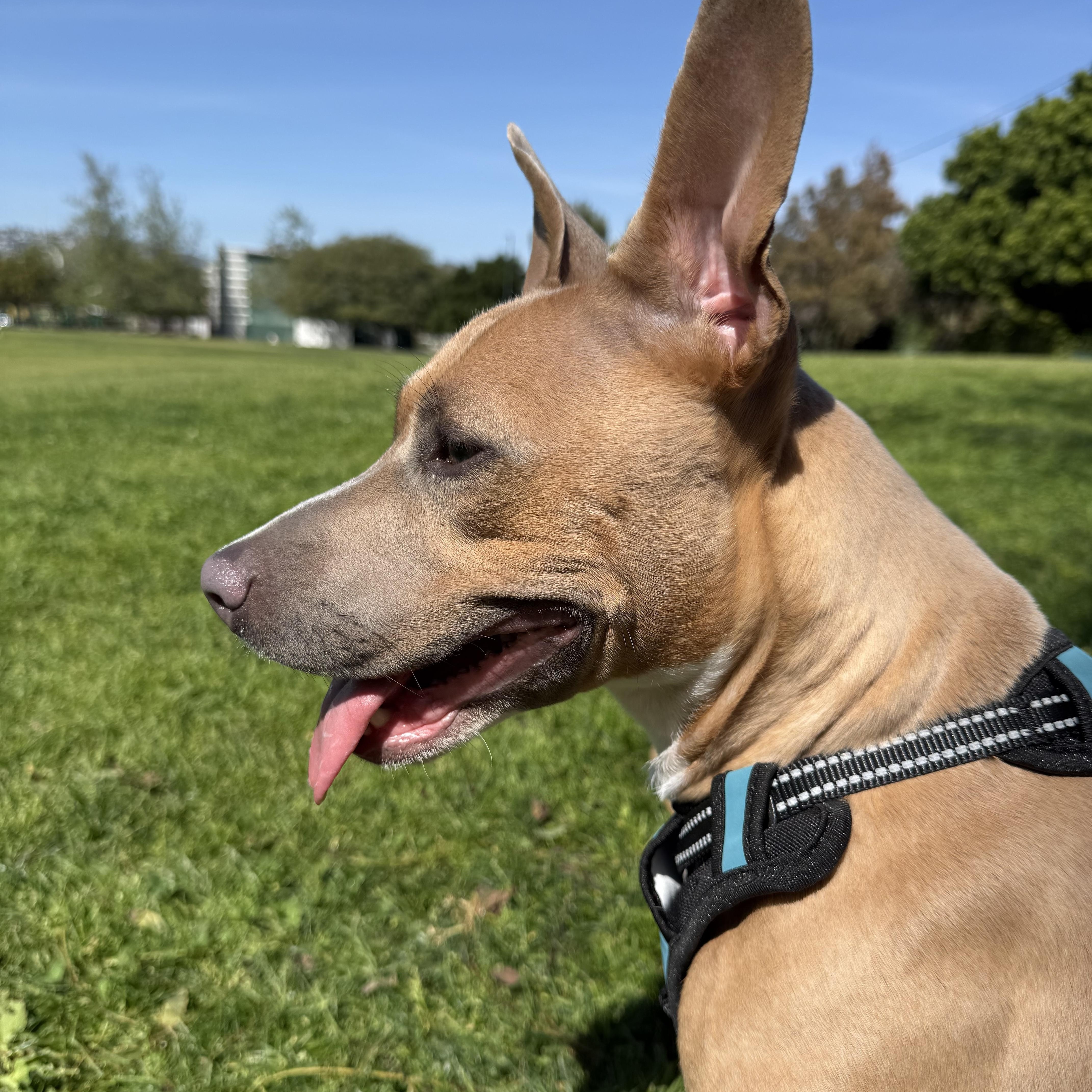 Enlarge Molly, a ADOPTABLE mixed breed in Marina del Rey, CA image 3/6