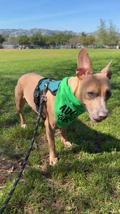 Enlarge Molly, a ADOPTABLE mixed breed in Marina del Rey, CA video 4/6