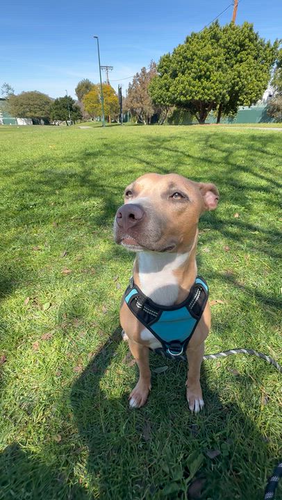 Enlarge Molly, a ADOPTABLE mixed breed in Marina del Rey, CA video 6/6