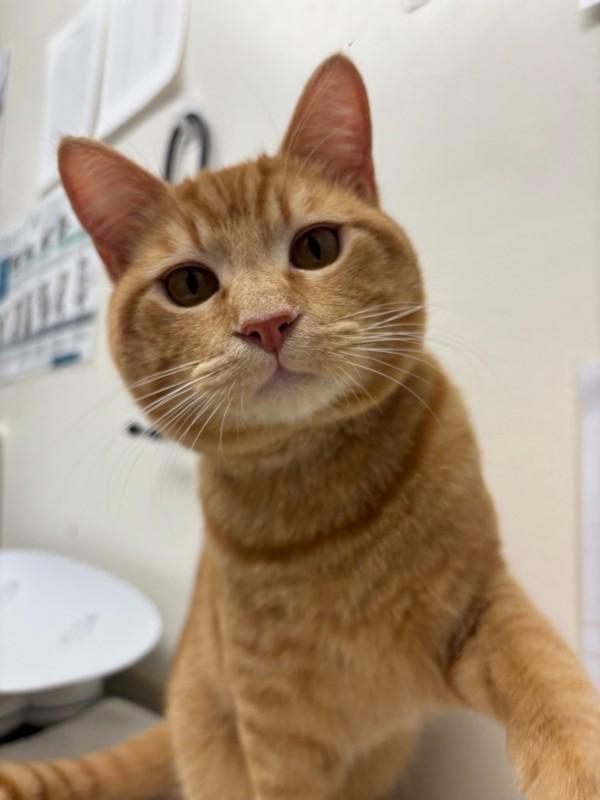 Cardamom, Adoptable, Young Male Domestic Short Hair.