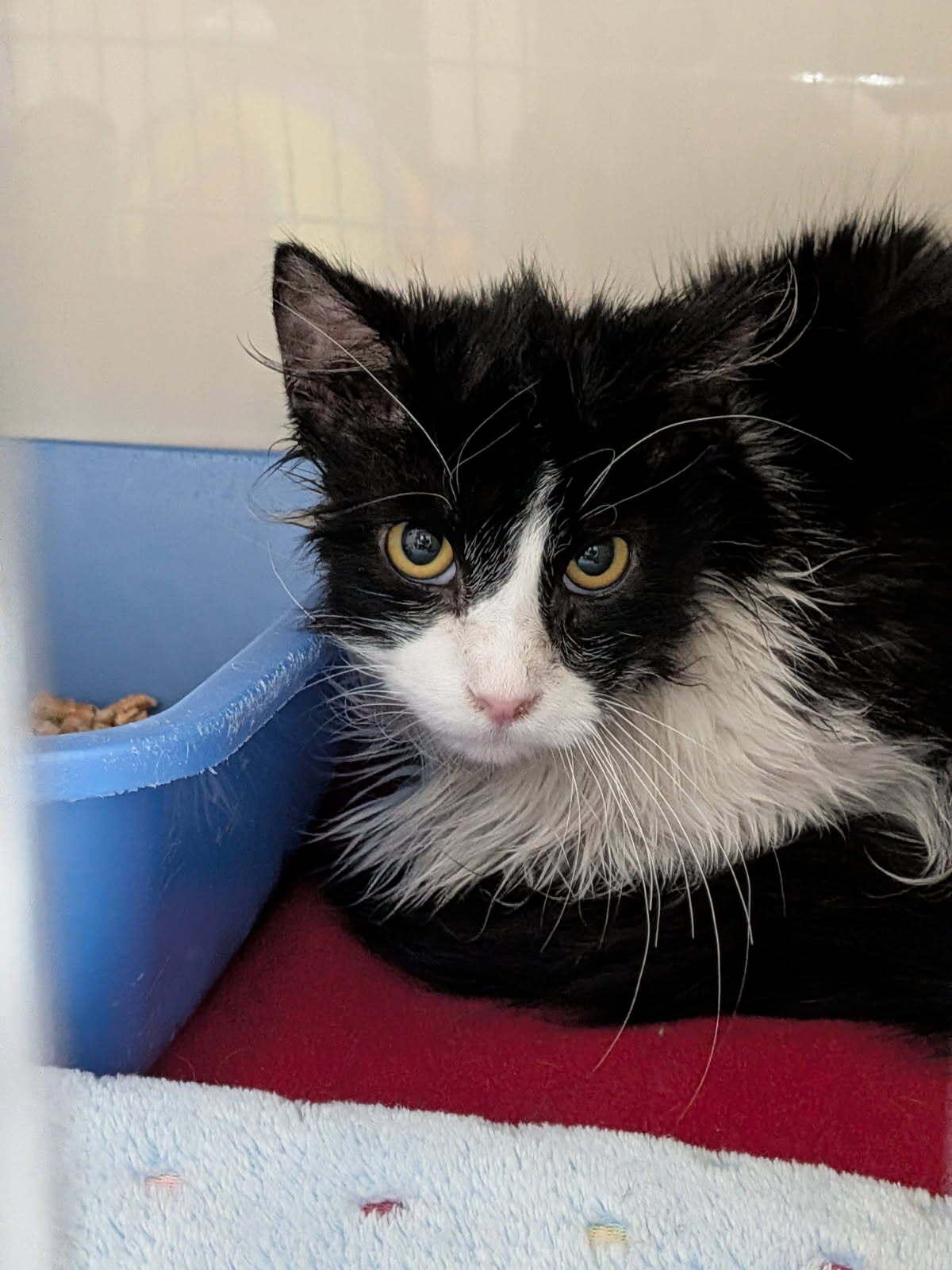 Enlarge Breton, a ADOPTABLE Domestic Long Hair in wetaskiwin, AB image 1/1