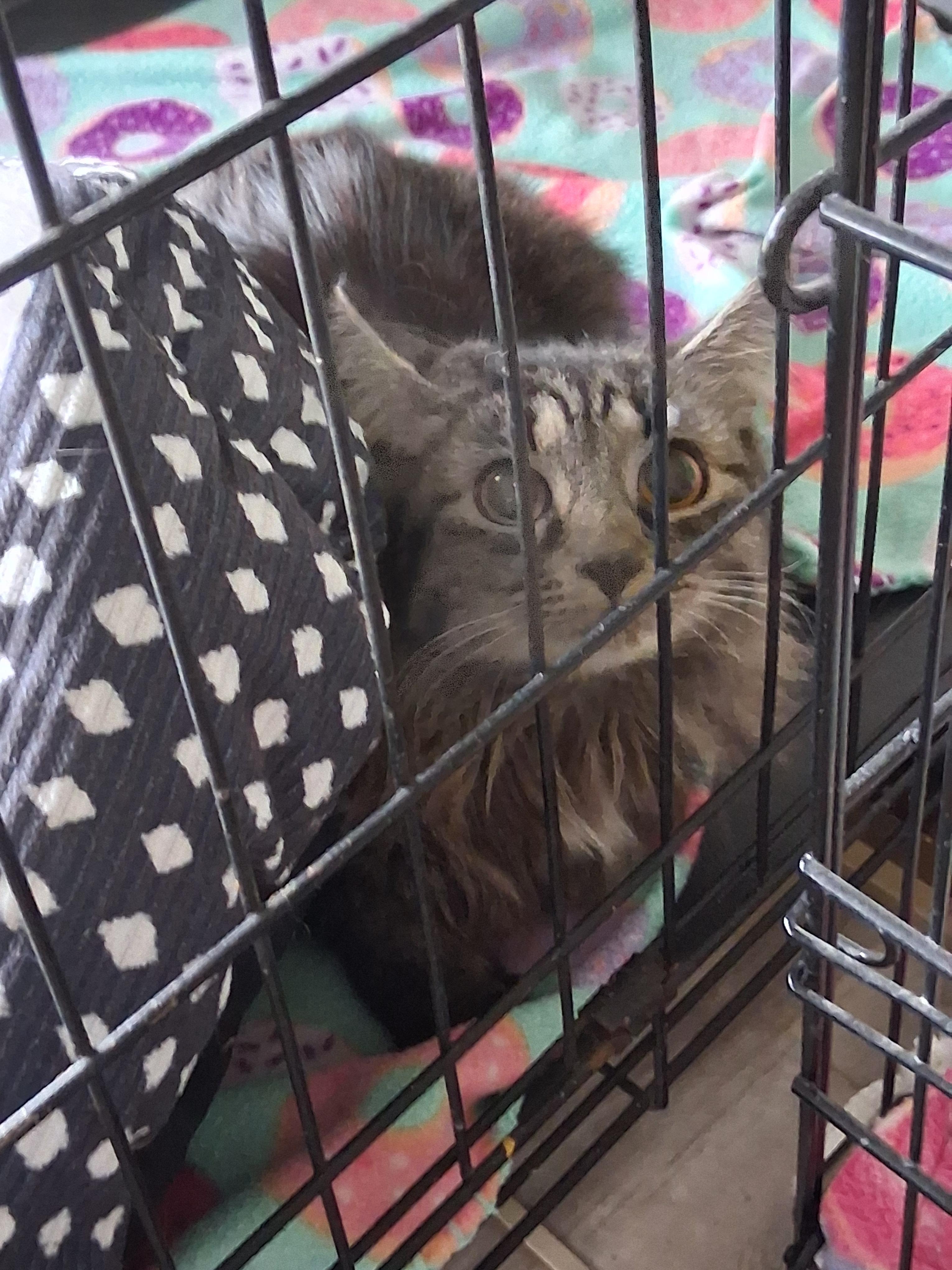 Giggles, Adoptable, Young Female Domestic Long Hair.