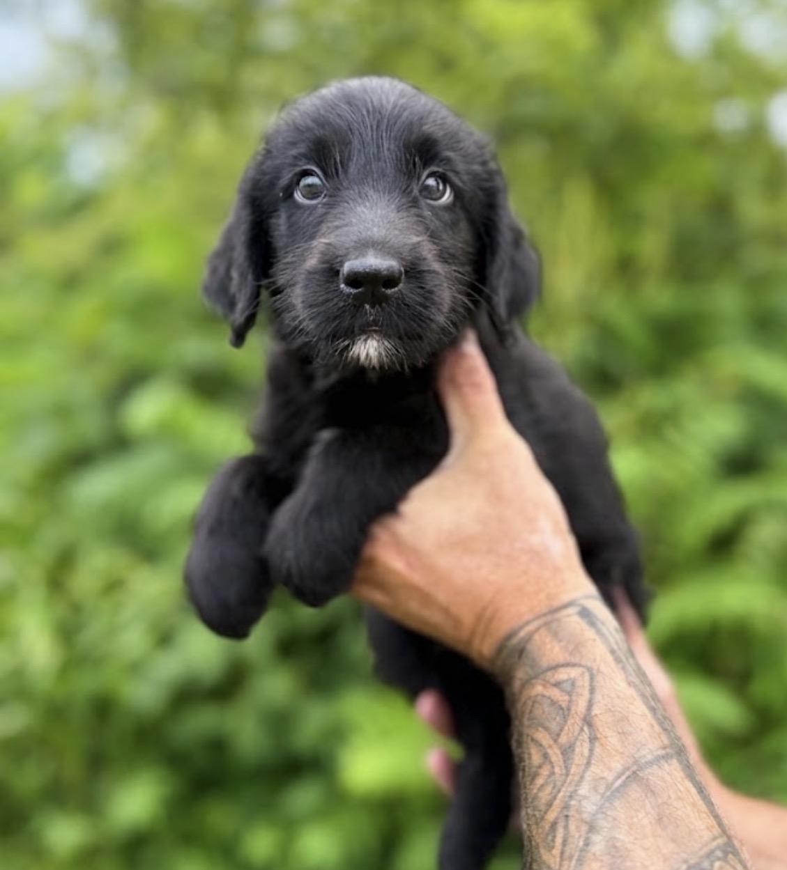 Leo, an adopted mixed breed in Hales corners, WI image 2/2