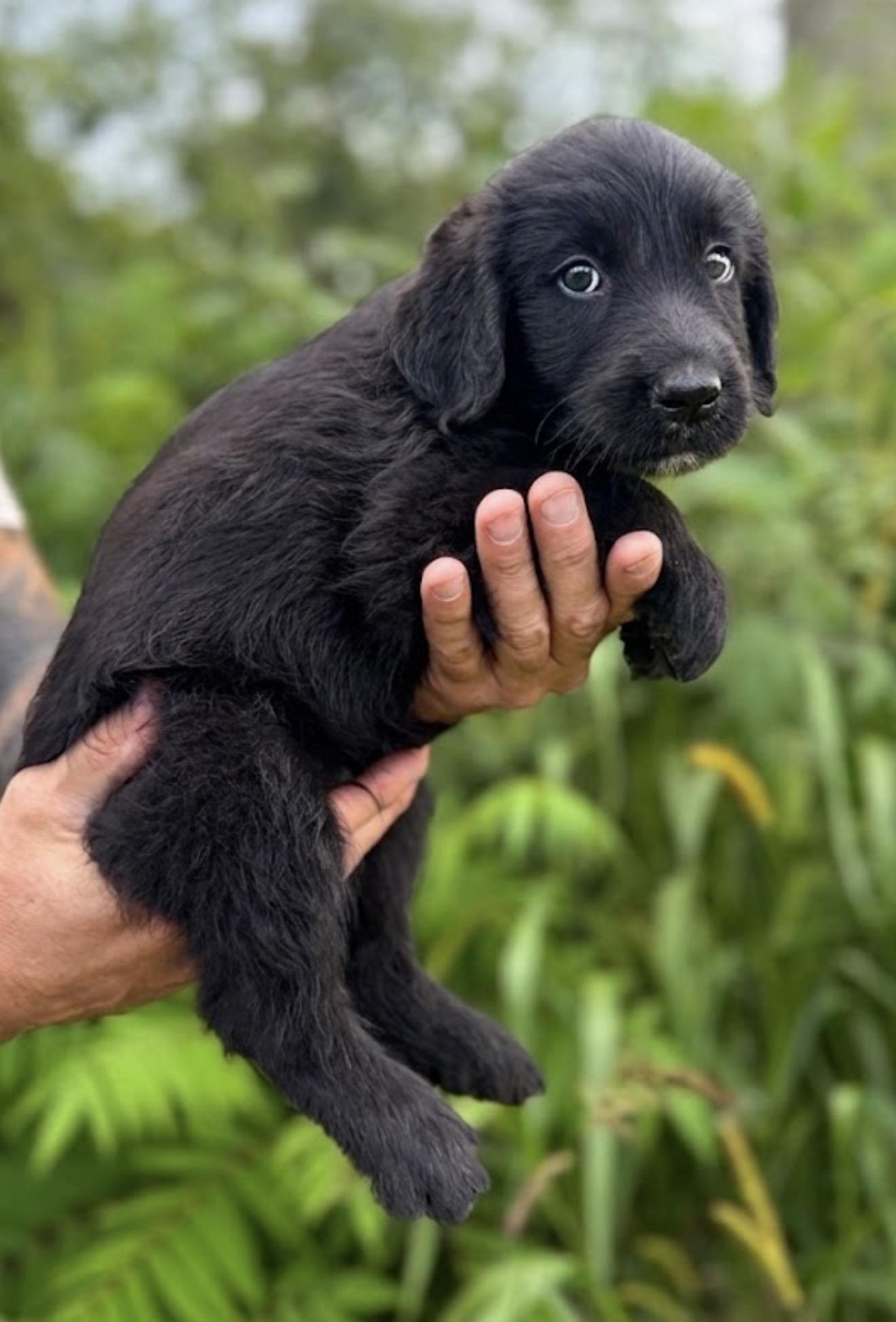 Leo, adopted, Puppy Male Bernedoodle & Chocolate Labrador Retriever.
