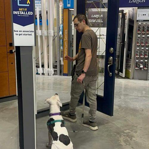 Moonpie, Adoptable, Adult Female American Staffordshire Terrier & Boxer.