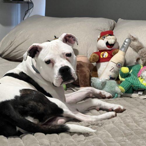 Moonpie, a Adoptable mixed breed in Georgetown, KY image 2/5