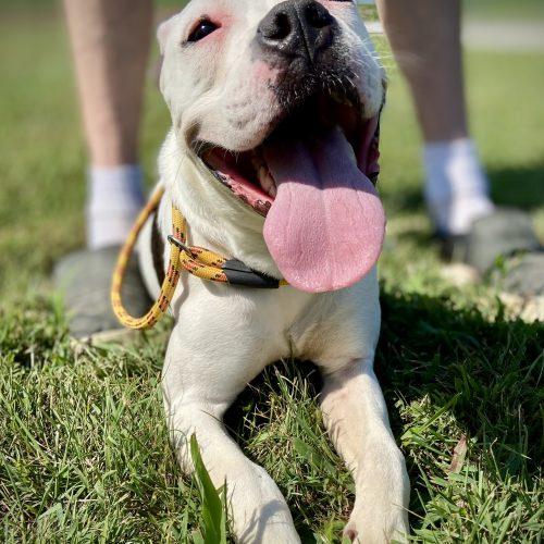 Moonpie, a Adoptable mixed breed in Georgetown, KY image 3/5