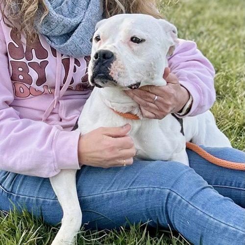 Moonpie, a Adoptable mixed breed in Georgetown, KY image 4/5