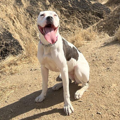 Moonpie, a Adoptable mixed breed in Georgetown, KY image 5/5