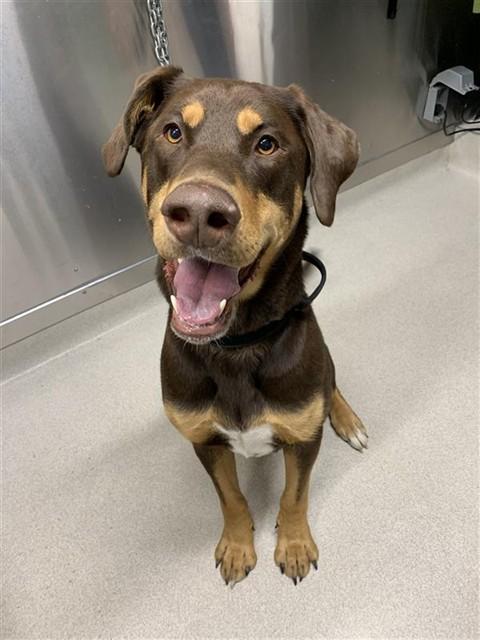 GRIZZ, Adoptable, Adult Male Alaskan Malamute & Doberman Pinscher.