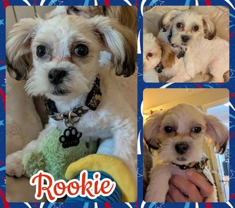 Enlarge Rookie, a Adoptable mixed breed in Ringwood, NJ image 1/1