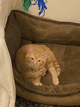 Hermes, Adoptable, Young Male Domestic Short Hair & Domestic Short Hair.