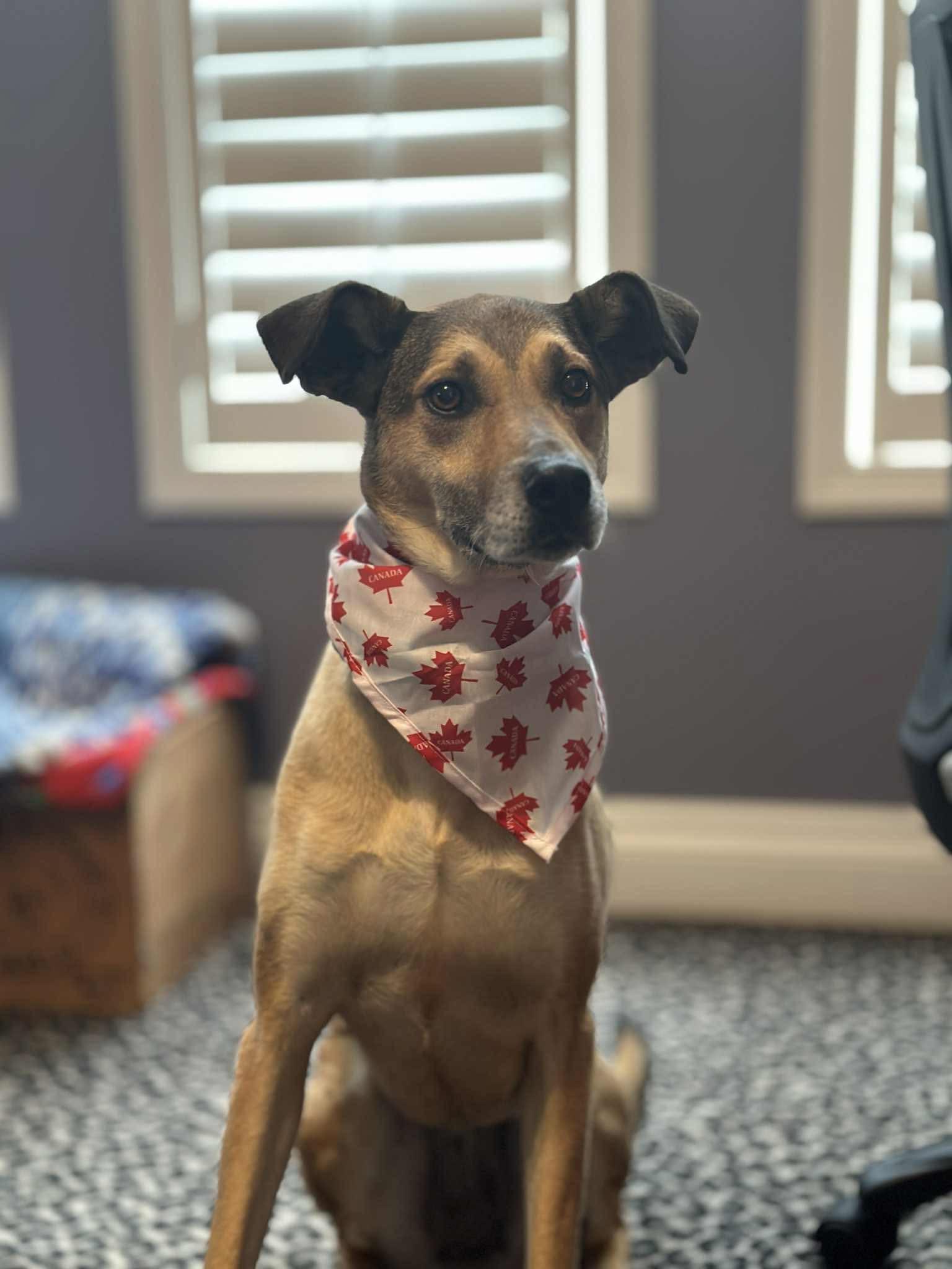 Mindy, Senior Female unknown