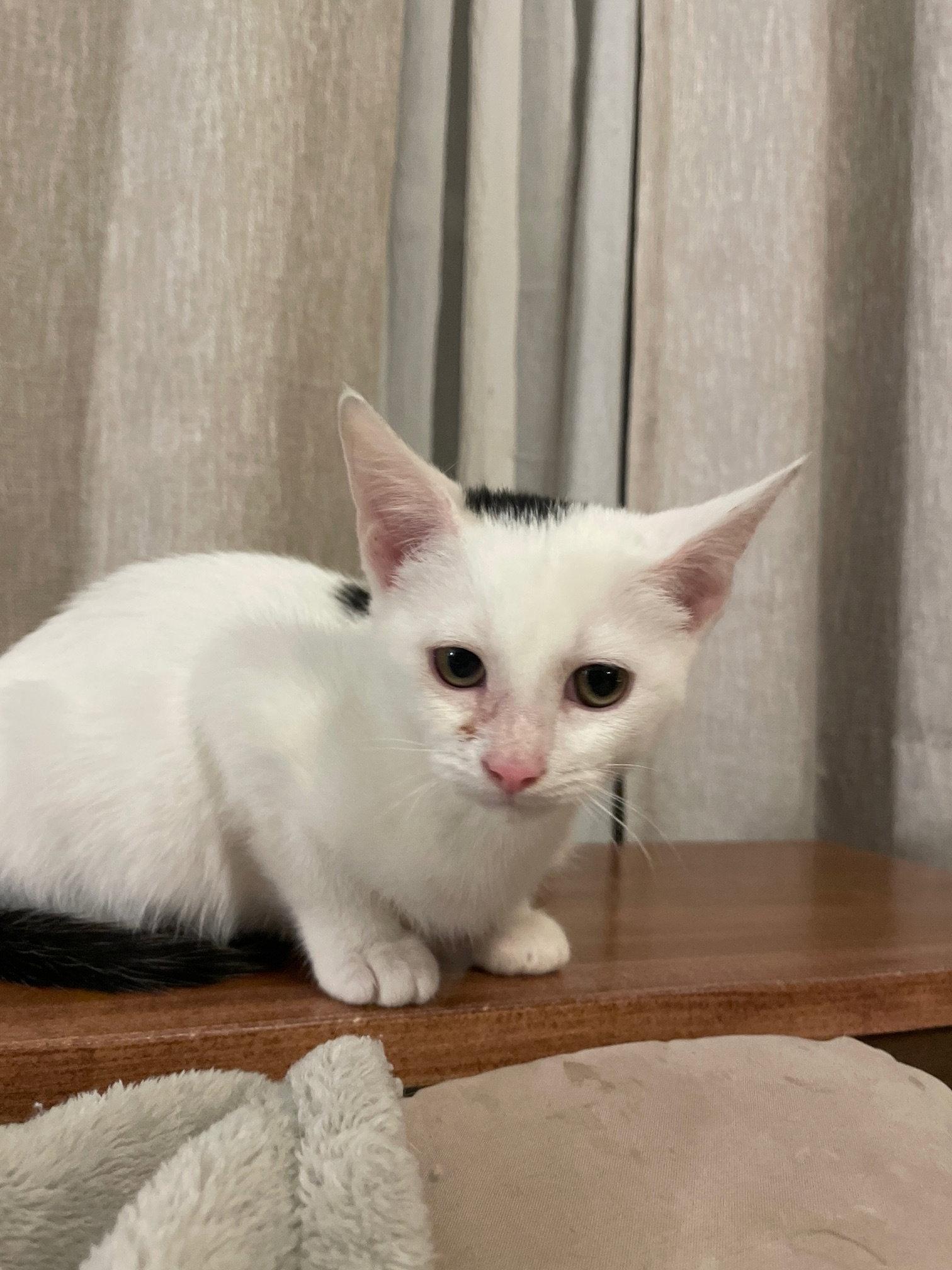 Serephina, Adopted, Kitten Female Domestic Short Hair.