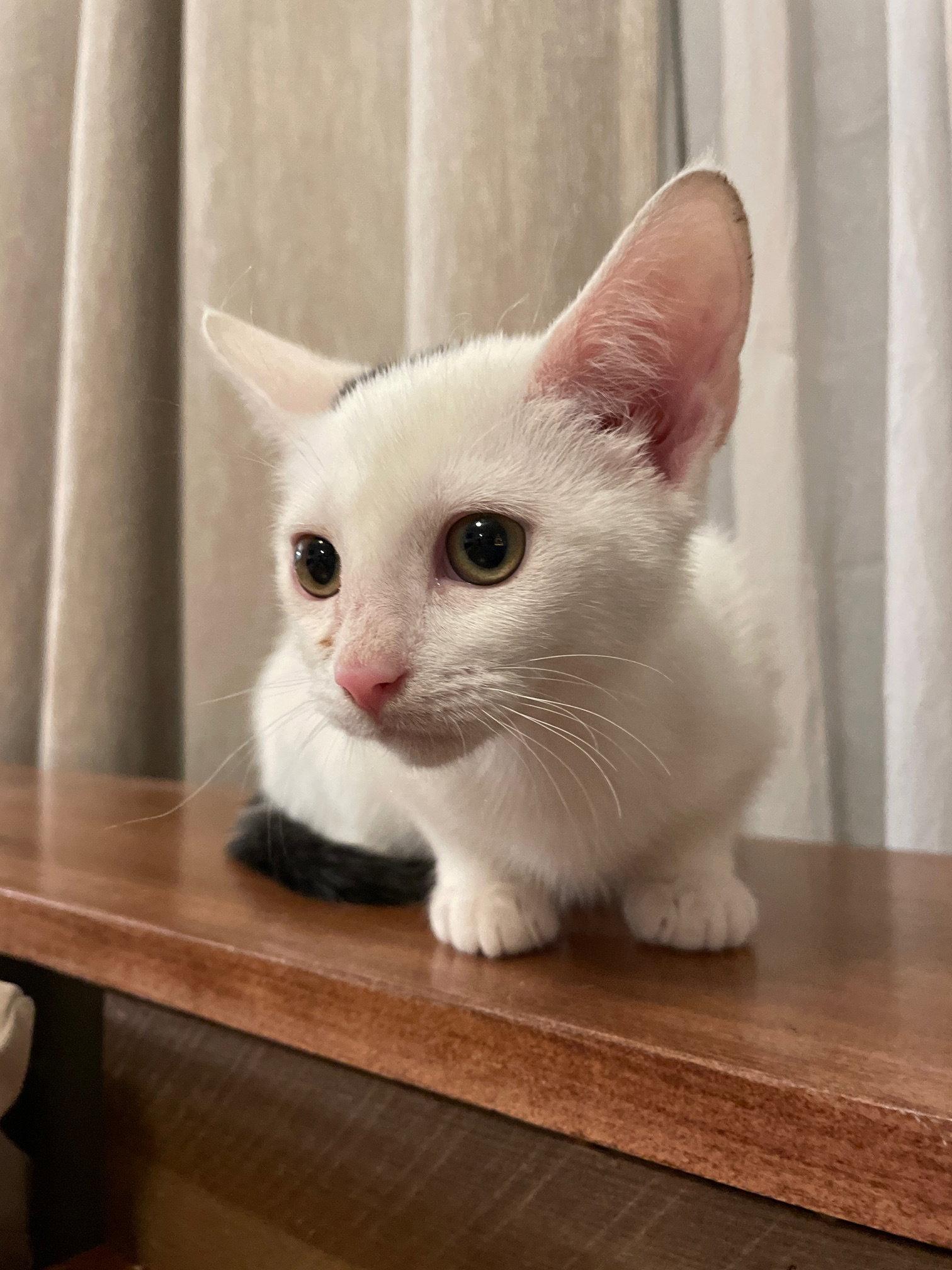 Serephina, a Adopted Domestic Short Hair in Island Lake, IL image 2/3