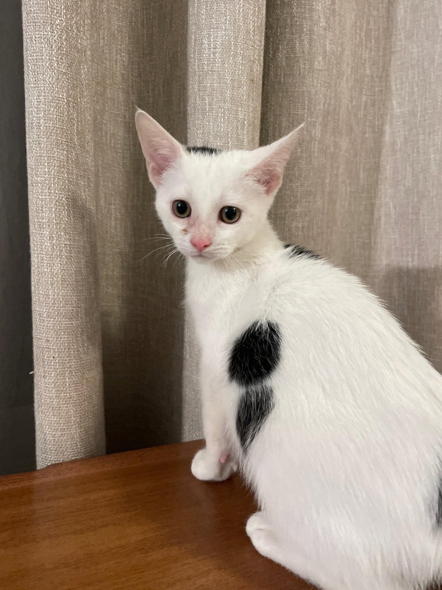 Serephina, a Adopted Domestic Short Hair in Island Lake, IL image 3/3