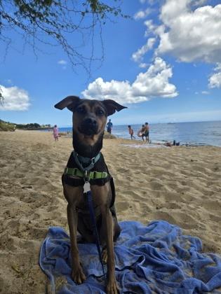 Enlarge Bell, a Adoptable mixed breed in Honolulu, HI image 1/3