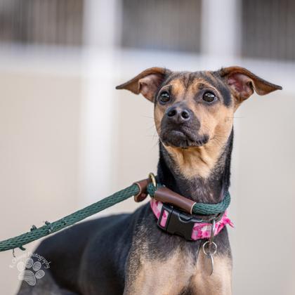 Bell, Adoptable, Young Female Terrier & Mixed Breed.