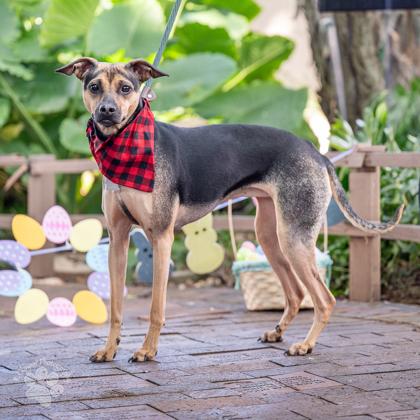 Enlarge Bell, a Adoptable mixed breed in Honolulu, HI image 3/3