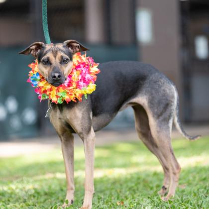 Bell, a Adoptable mixed breed in Honolulu, HI image 2/3