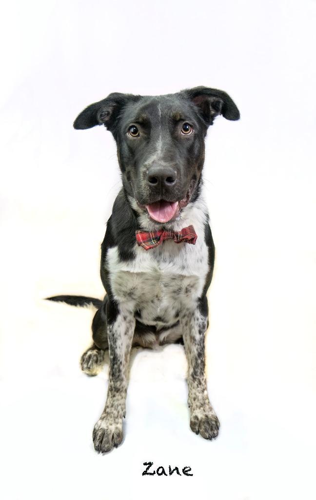 Zane, Adoptable, Young Male Pointer.