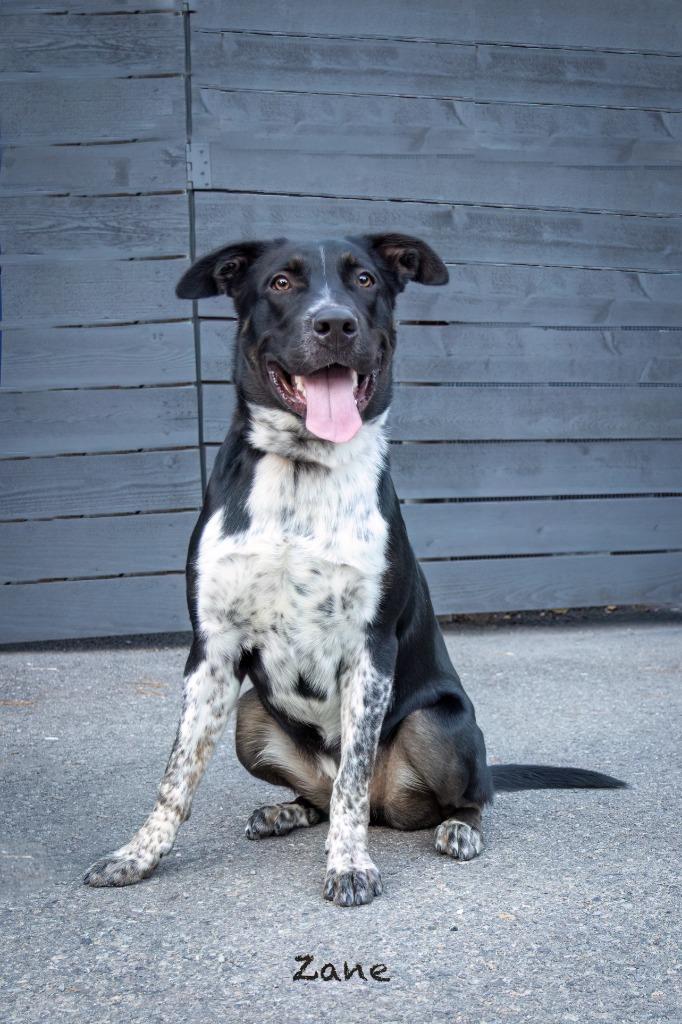 Enlarge Zane, a Adoptable mixed breed in Hot Springs Village, AR image 3/5