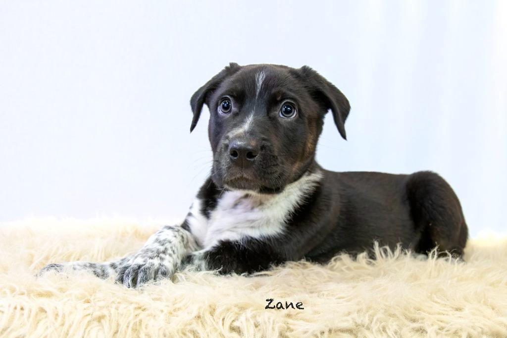 Enlarge Zane, a Adoptable mixed breed in Hot Springs Village, AR image 5/5