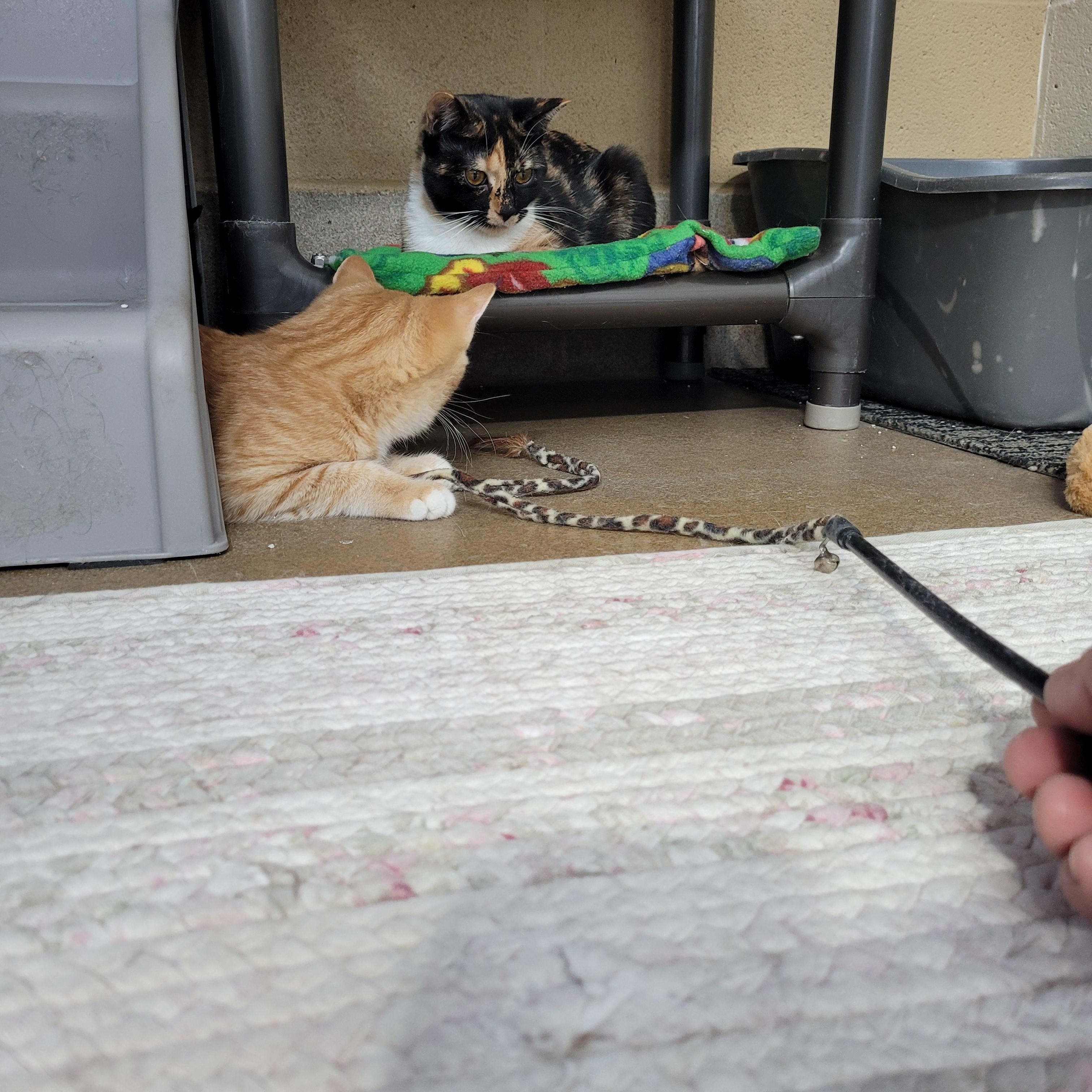 Mercedes, Adoptable, Adult Female Domestic Short Hair.