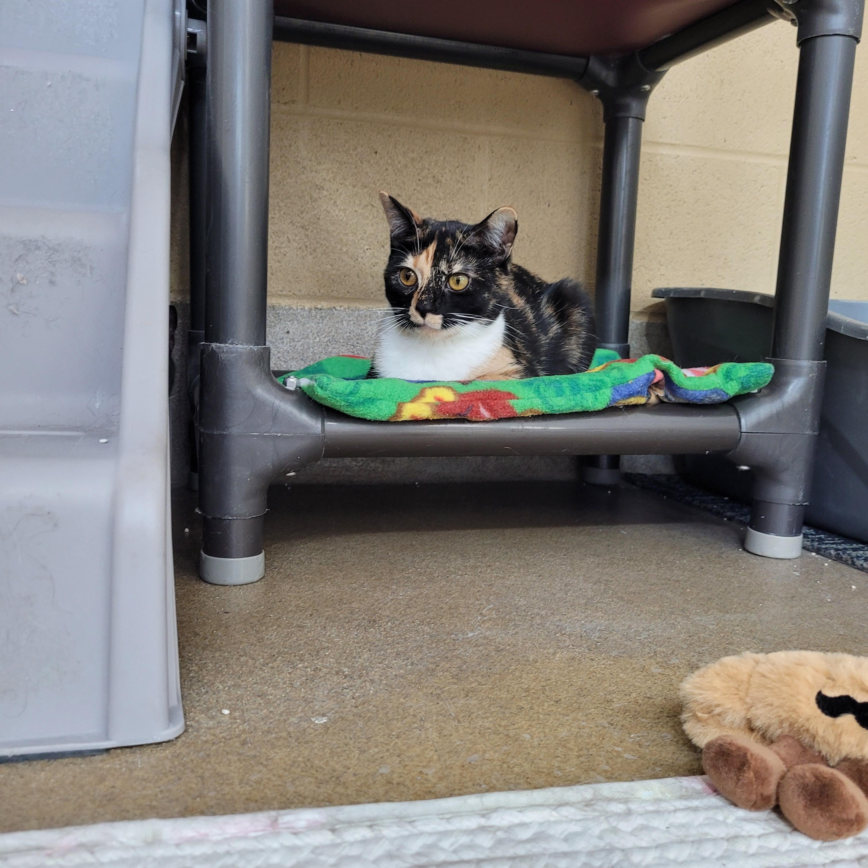 Enlarge Mercedes, a Adoptable Domestic Short Hair in Winchester, VA image 2/4