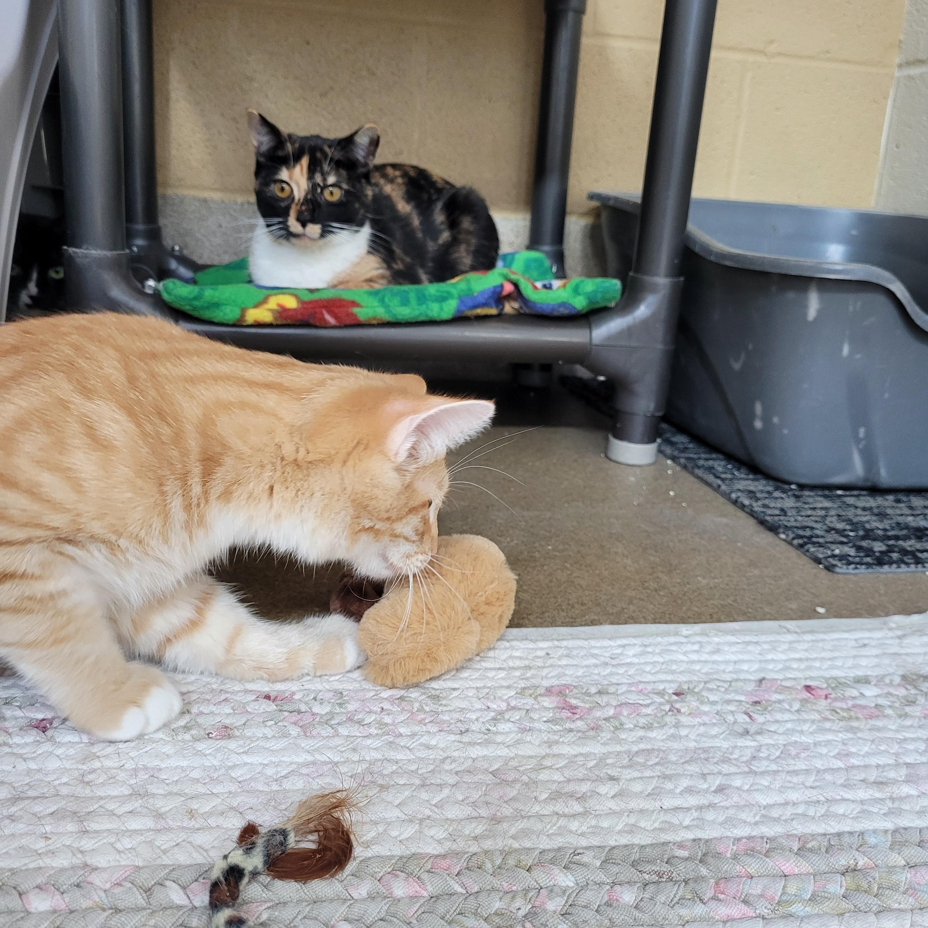 Enlarge Mercedes, a Adoptable Domestic Short Hair in Winchester, VA image 3/4