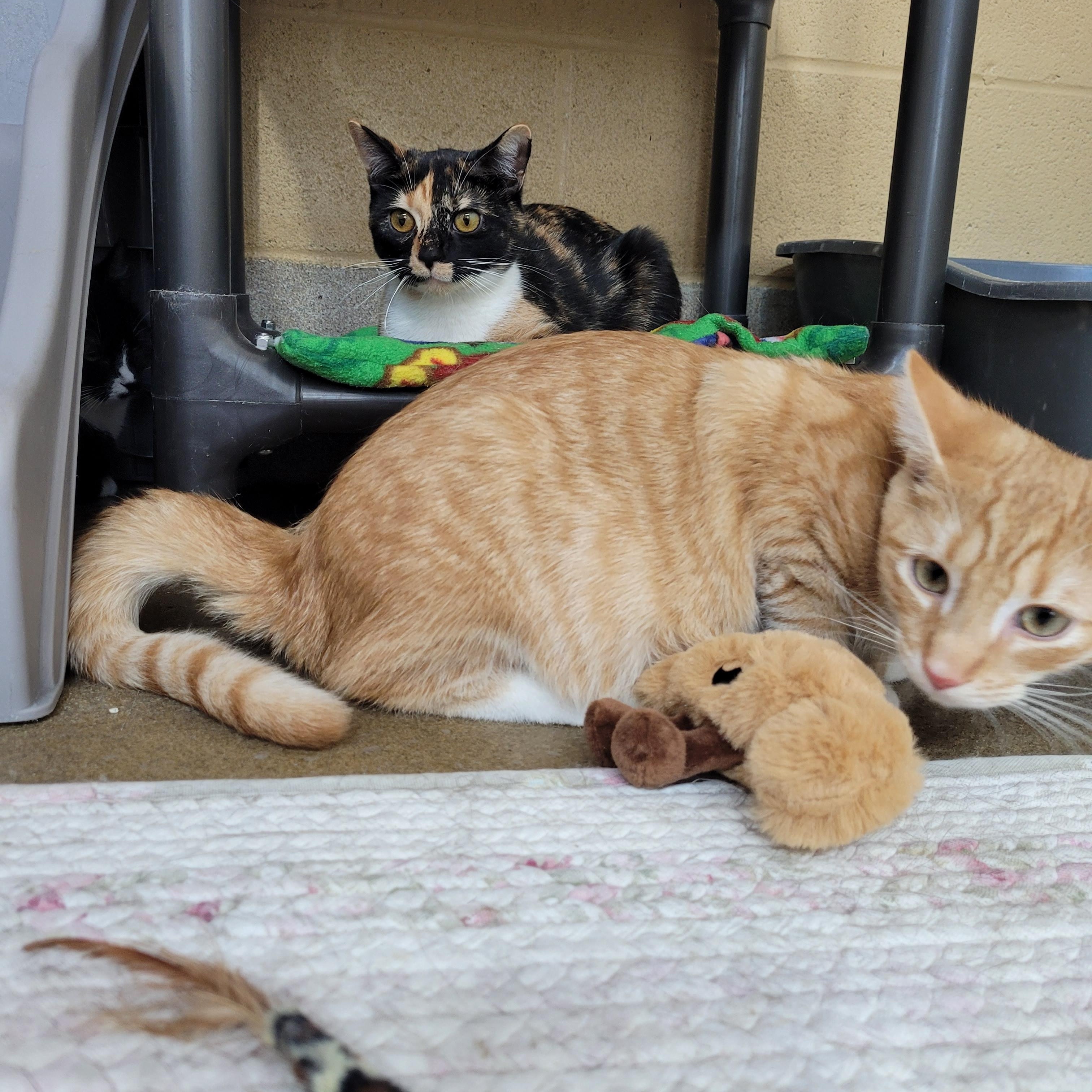 Enlarge Mercedes, a Adoptable Domestic Short Hair in Winchester, VA image 4/4