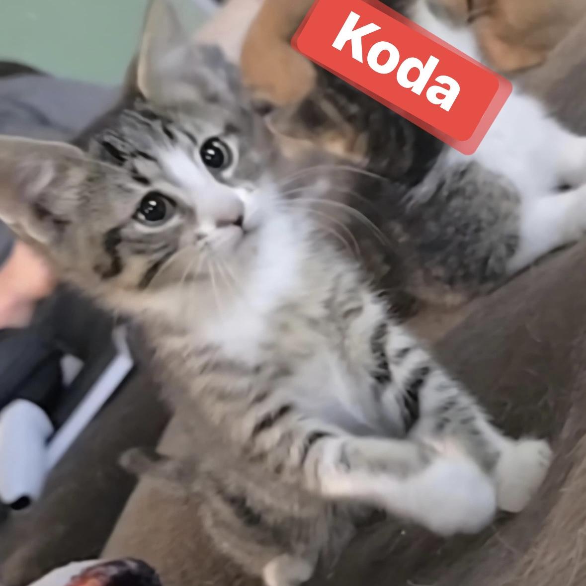 Koda photo 6