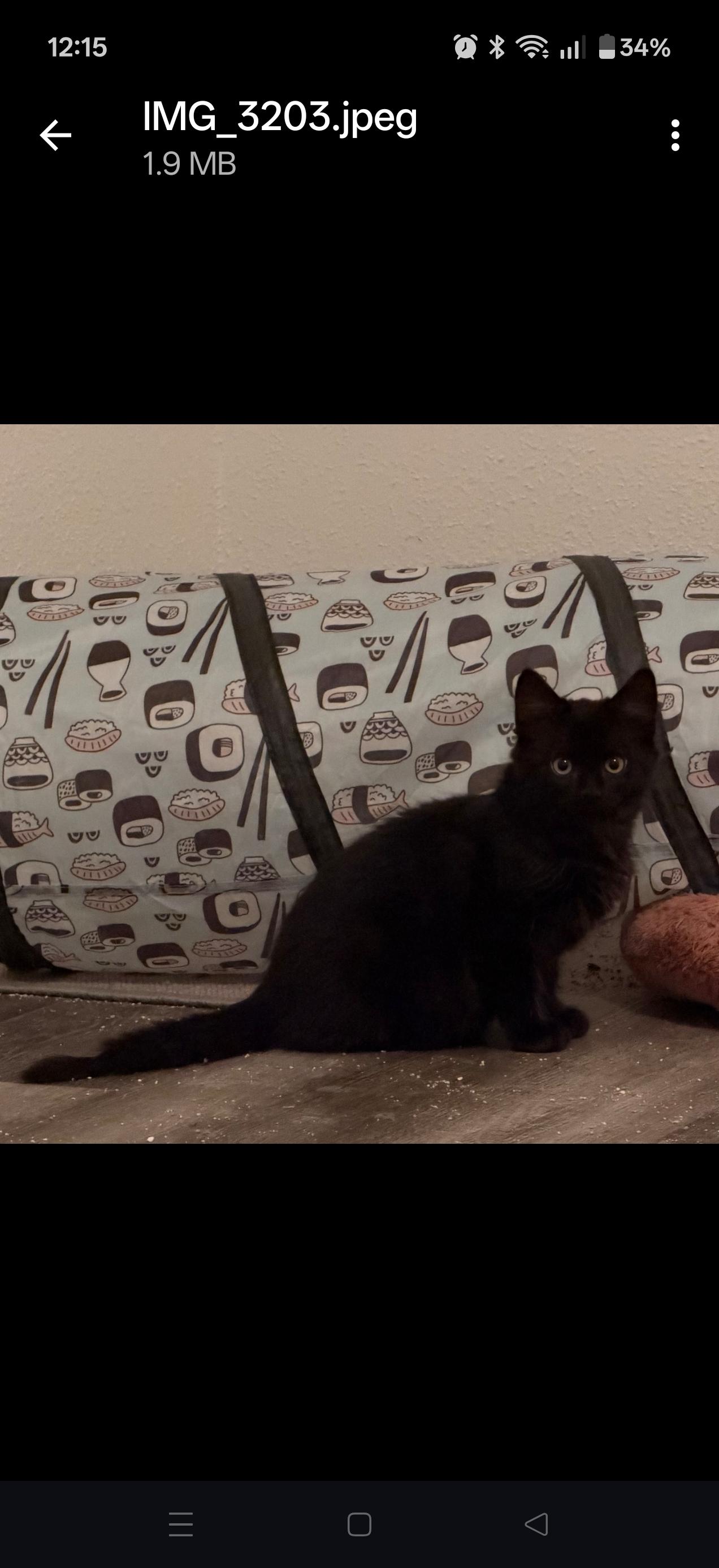 Enlarge Habanero, a Adoptable Domestic Medium Hair in Bee Cave, TX image 3/3