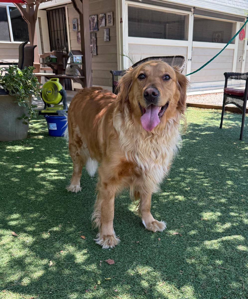 Charlie, a Adoptable Golden Retriever in Temecula, CA image 2/3