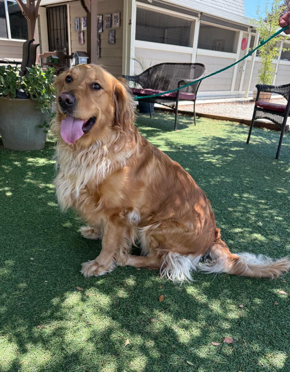 Charlie, a Adoptable Golden Retriever in Temecula, CA image 3/3