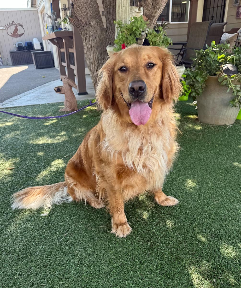 Charlie, a Adoptable Golden Retriever in Temecula, CA image 1/3