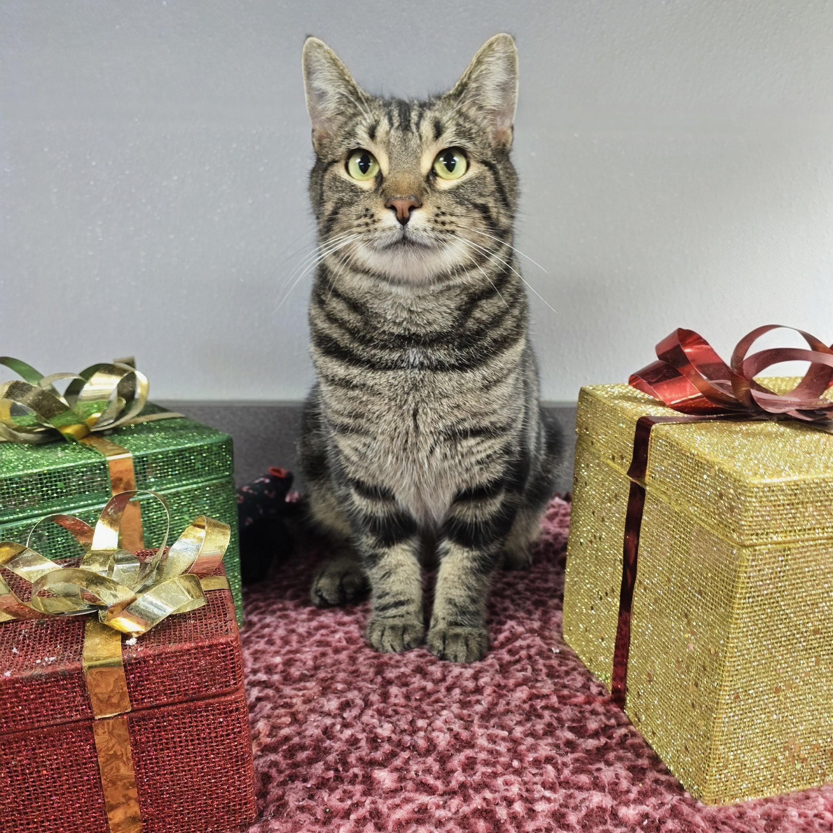 Enlarge Dex, a ADOPTABLE mixed breed in Mount Carmel, IL image 1/6