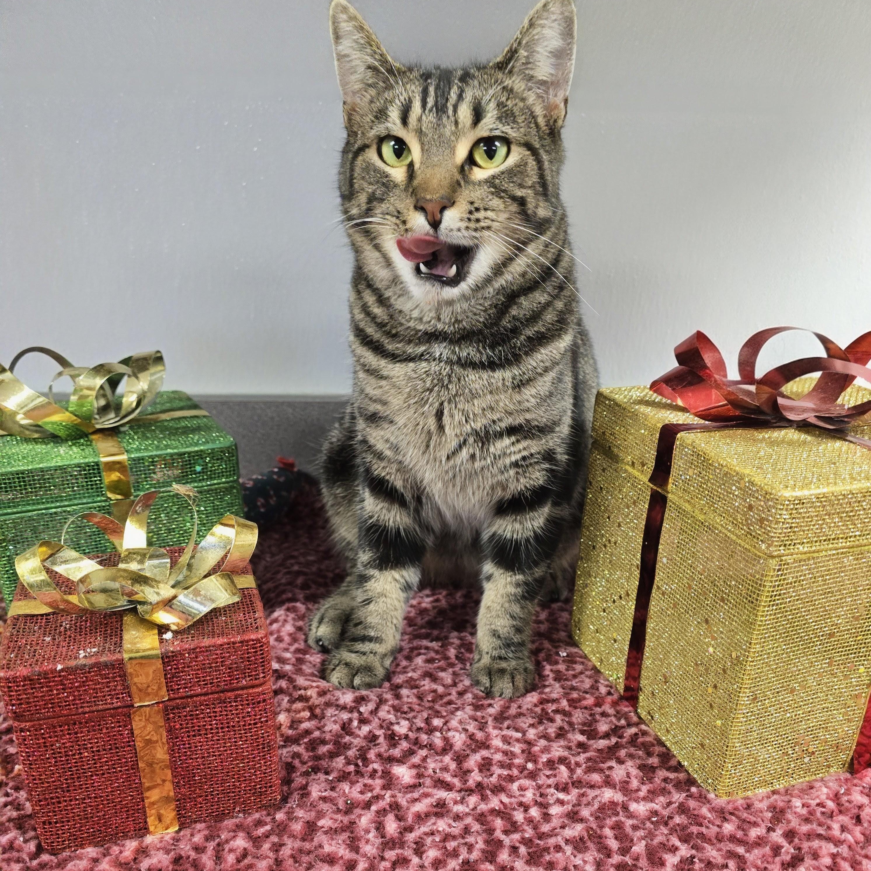 Enlarge Dex, a ADOPTABLE mixed breed in Mount Carmel, IL image 2/6