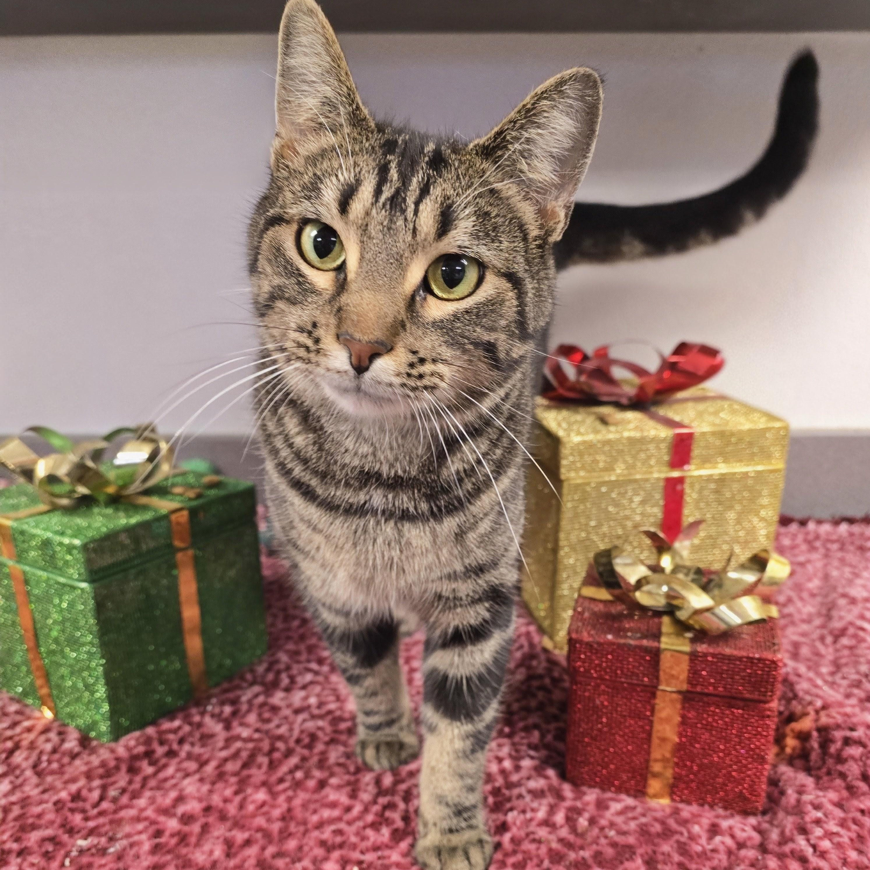 Enlarge Dex, a ADOPTABLE mixed breed in Mount Carmel, IL image 3/6