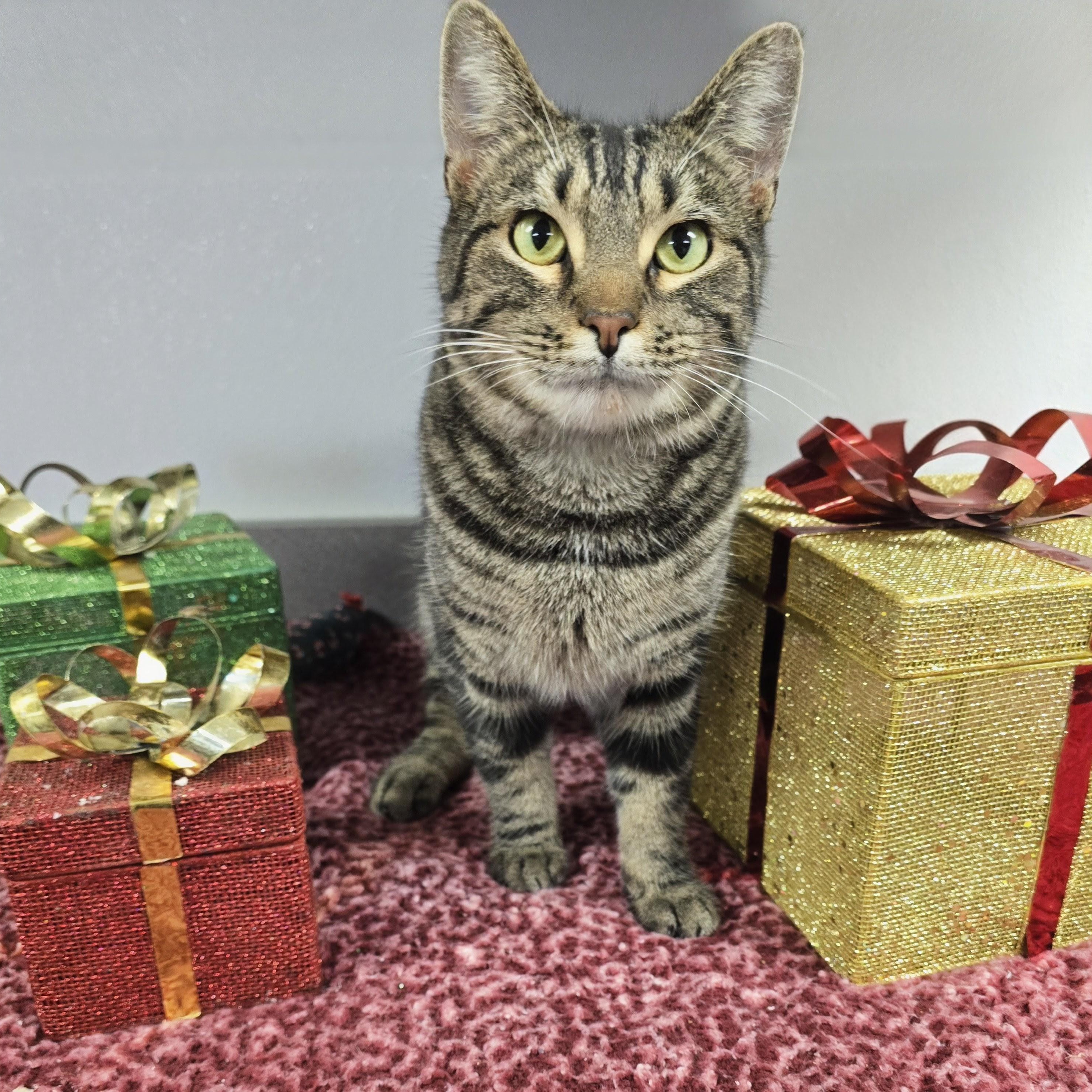 Enlarge Dex, a ADOPTABLE mixed breed in Mount Carmel, IL image 4/6