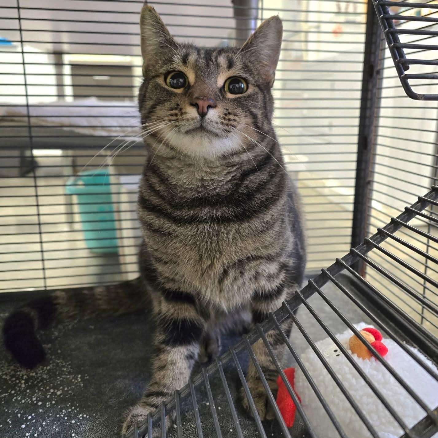 Dex, ADOPTABLE, Adult Male Domestic Short Hair.