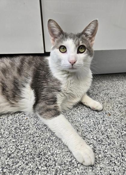 Micho, a Adoptable mixed breed in Tinley Park, IL image 4/6