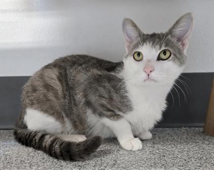 Micho, a Adoptable mixed breed in Tinley Park, IL image 6/6