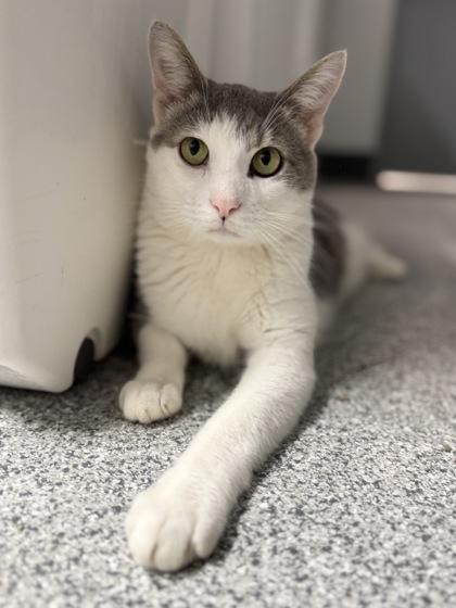 Micho, a Adoptable mixed breed in Tinley Park, IL image 3/6